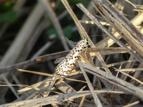 Réf. 312 740 : Utetheisa pulchella
